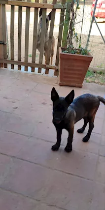 Pastore Belga Malinois cucciola