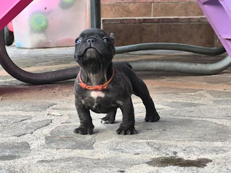 Cuccioli di Razza Bulldog francese pedigree ENCI, genitori visibili - Foto 3