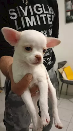 Lisa piccola chihuahua cerca famiglia