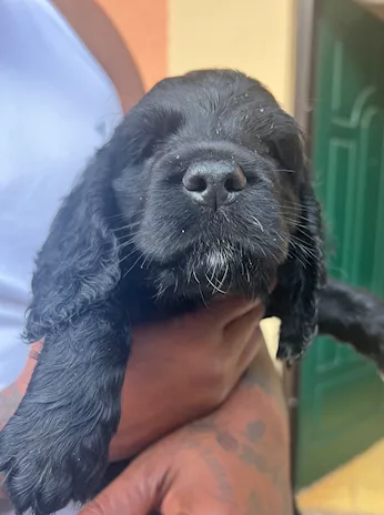 Cuccioli di Razza Cocker - Anteprima 2