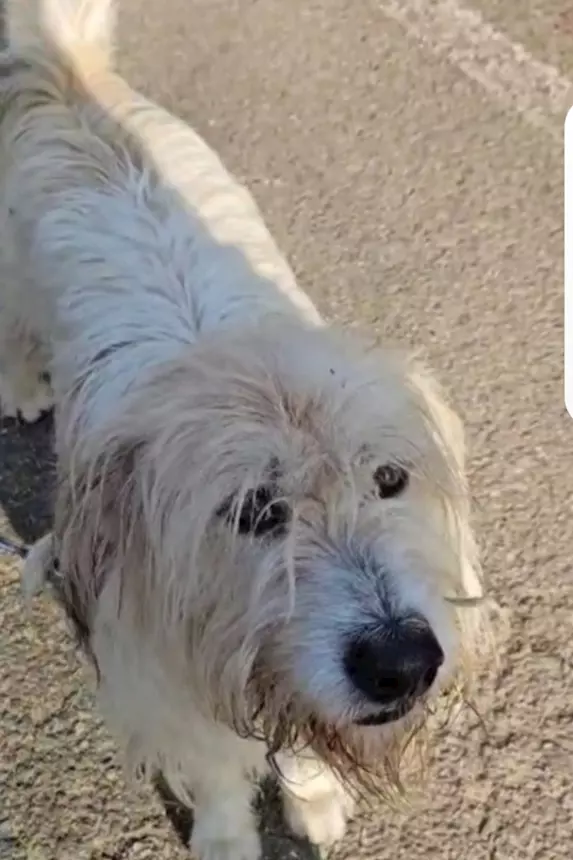 Foto 4Orlando simil Spinone 6 anni, anni di appelli. Novara