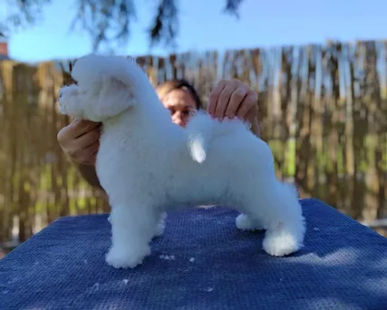 Bichon Frise cucciolo