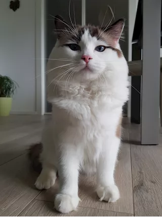 Ragdoll maschio per accoppiamento