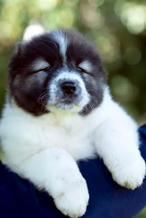 Cuccioli di Pastore del Caucaso