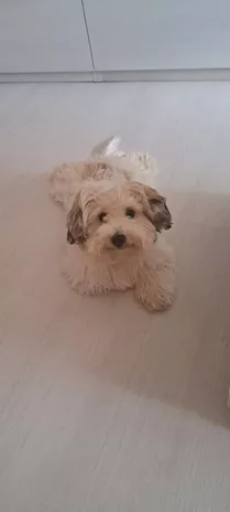 Cucciolo Maltipoo