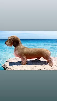 Bassotto pelo duro cuccioli - Foto 2