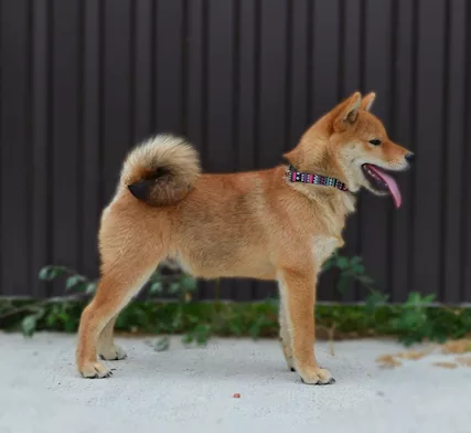 Shiba Inu Cuccioli