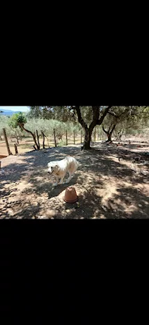 Cedo Pastore Maremmano Abruzzese 2 anni - Anteprima 4