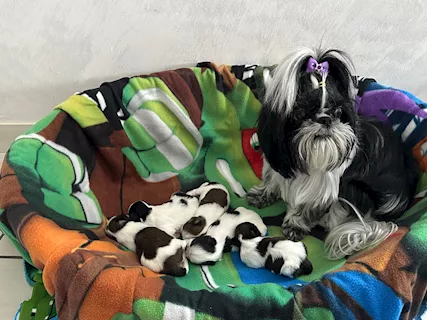 Cuccioli shih tzu