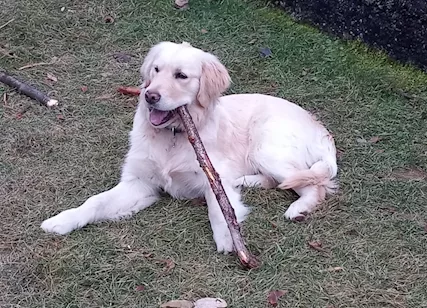 Golden Retriever