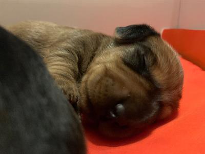 Cuccioli Razza bassotto nano a pelo duro, genitori visibili - Foto 2