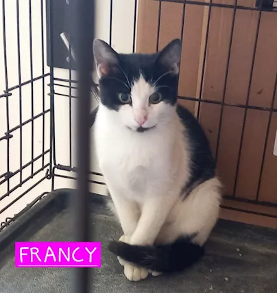 FRANCY, micia bianco/nera, molto affettuosa
