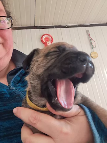 Cane Corso Cuccioli - Anteprima 4