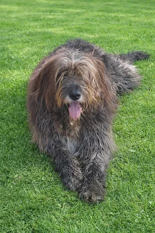 Simil Pastore Fonnese 3 anni finito in canile.SUD