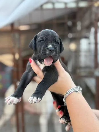 Disponibili cuccioli di alano