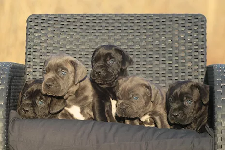 Cuccioli di Cane Corso in regalo - Adozione responsabile
