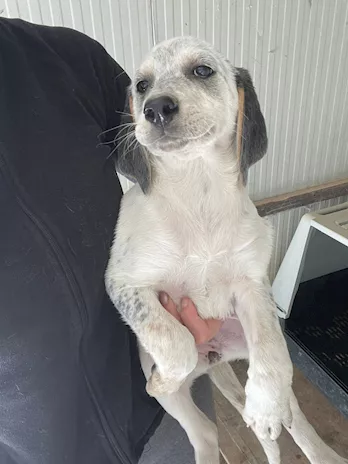 Sirya - Guardate che meraviglia: Penelope, taglia media - Foto 3