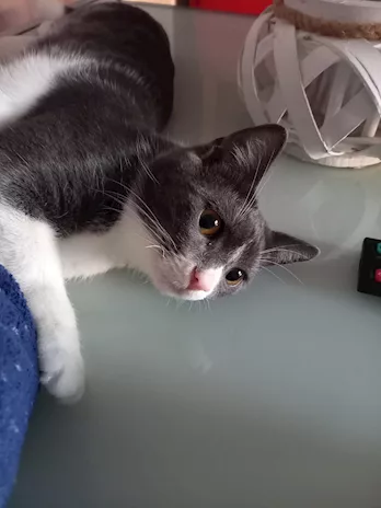 Gatto coccolone