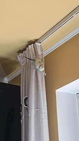 Pappagallini parrocchetti ondulati