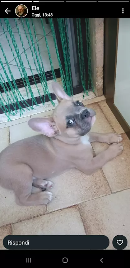 Foto 2 Bulldog francese