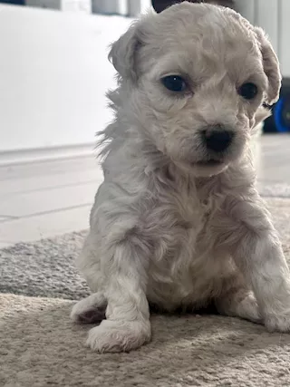 Cuccioli Maltese
