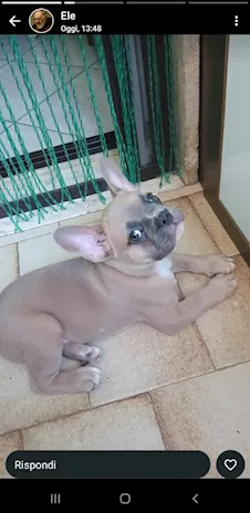 Bulldog francese - Foto 2