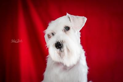 Schnauzer nano bianco