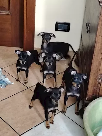Pinscher in vendita