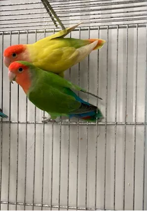 Pappagalli inseparabili Roseicollis PULLI