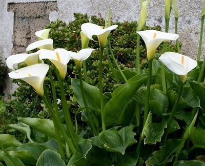 Fiori recisi di calle, iris, narcisi, forsizia, ecc - Foto 2