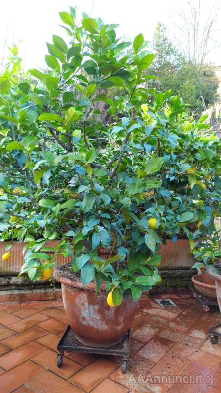 Meravigliose Piante di Limoni in vendita a Arezzo