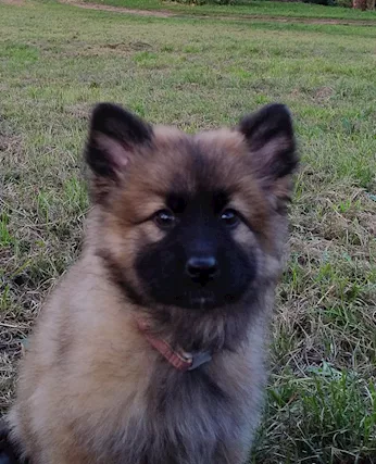 Cuccioli mix Pastore