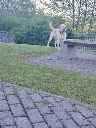 Cercasi Fidanzata Labrador per diventare Papà