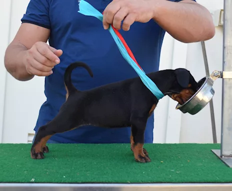 Cuccioli di Dobermann di altissima genealogia