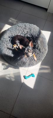 Cerco femmina Razza chihuahua, a pelo corto - Foto 2