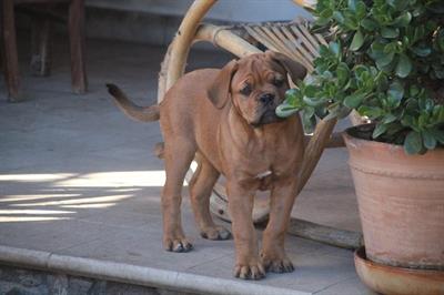 Dogue de Bordeaux
