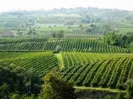 Vigna Vigneto colline Oltrepò Pavese e Piacenza