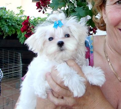Maltese - Alleviamo cuccioli di maltesi davvero