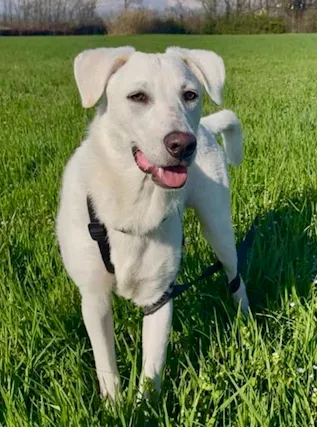 Pongo 8 mesi non lo Vogliono + Milano Urgente