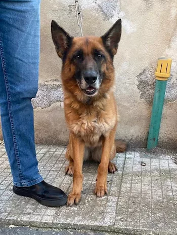 Pastore Tedesco femmina 5 anni e 1/2, sola. Sicilia