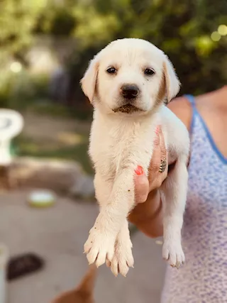 Cuccioli labradorini cercano casa urgentemente