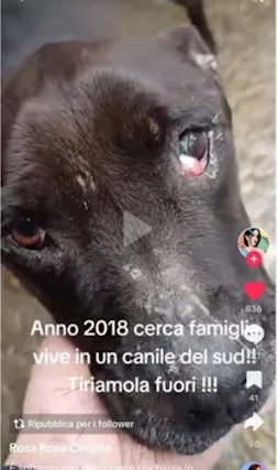 Molossina depressa in canile dal 2018 Sos Miracolo
