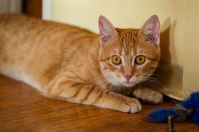 NALA la principessa cerca casa Europeo, color dell - Foto 2