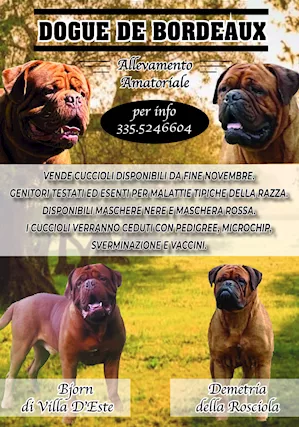 Cuccioli dogue de bordeaux