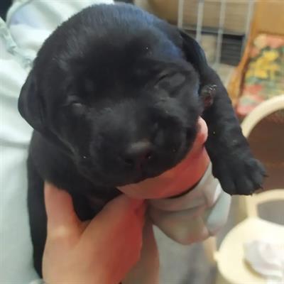 Cuccioli Razza Labrador Retriever - Foto 4