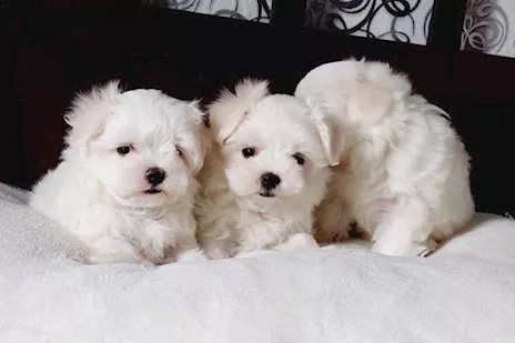 Maltese toy deliziosi maschietti