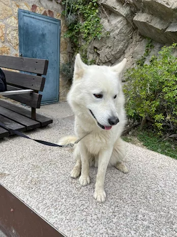 Husky Siberiano cerca compagna