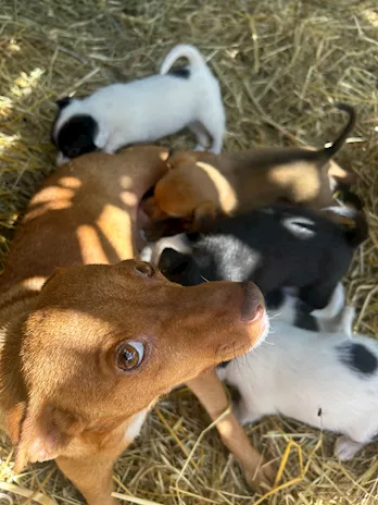 Incrocio Maltese Zwergpinscher nano