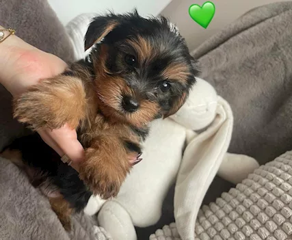Cuccioli di Razza Yorkshire Terrier - Foto 4