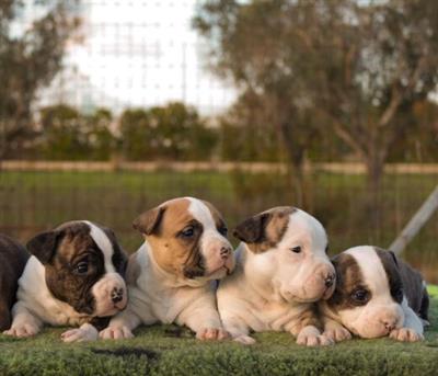 cuccioli selezionati